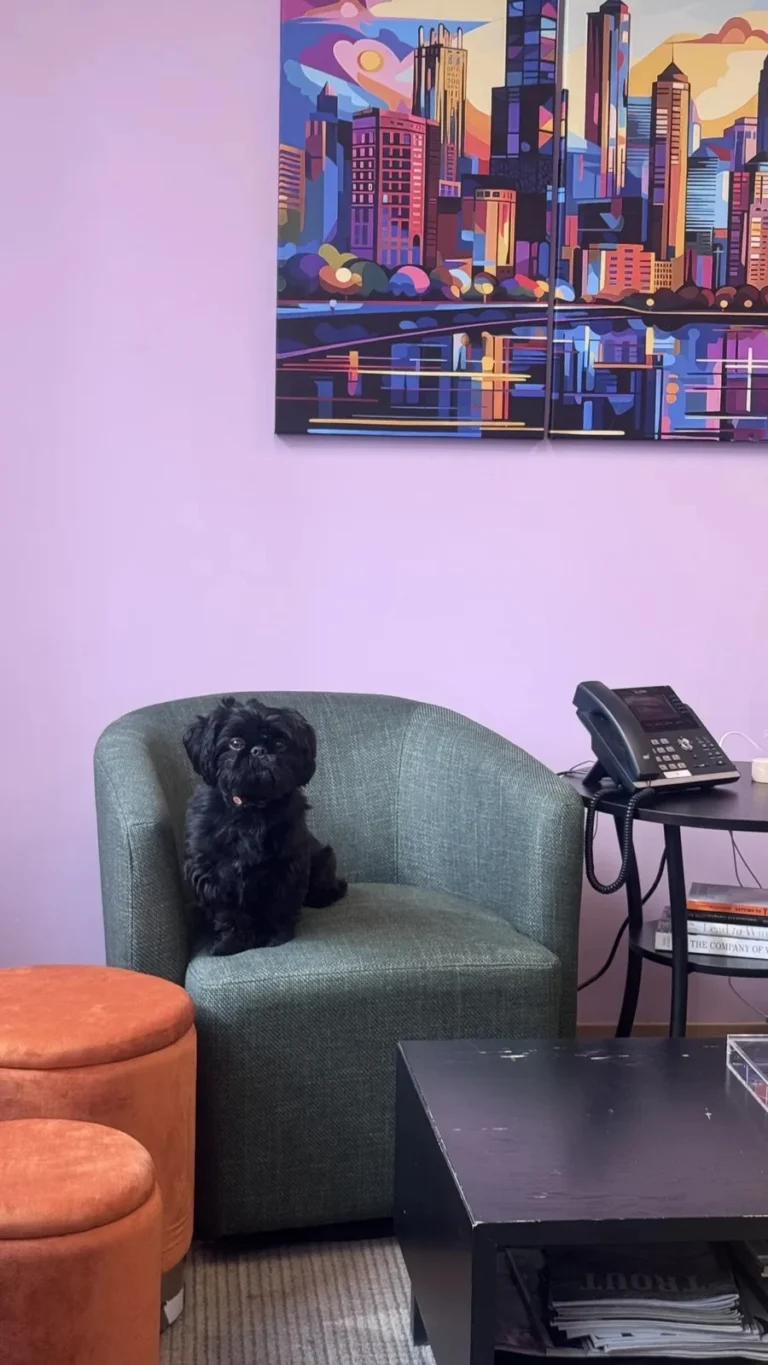 Black shih Tzu sitting in the Pinay Law office during a discussion of Illinois pet custody laws.